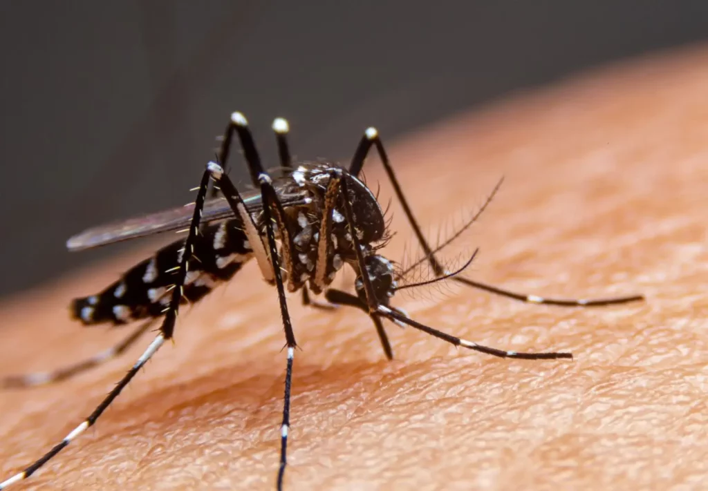 Picadura-del-Dengue