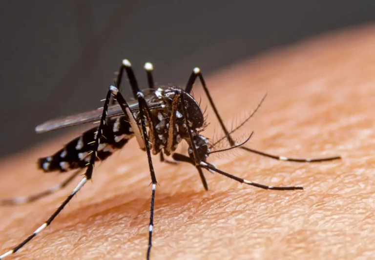 Picadura-del-Dengue