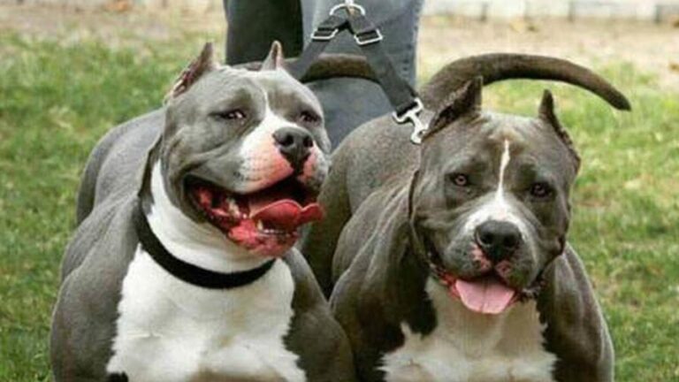dos-perros-pitbull-matan-a-una-doctora-en-nicaragua_1-focus-0-0-896-504