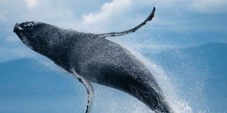 nationalgeographic2709882-750x375