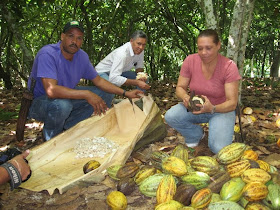 PICANDO CACAO EN EL TOURS DEL CHOCOLATE