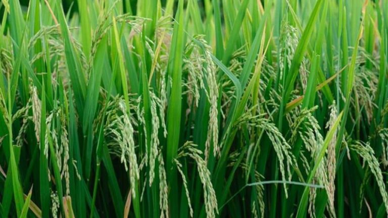 cultivan-por-primera-vez-arroz-de-cosecha-rapida-en-zonas-de-china-focus-0-0-896-504