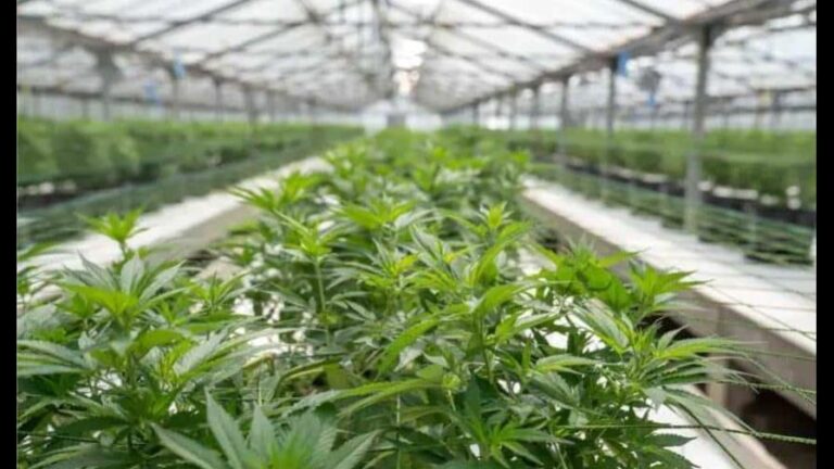 detienen-en-rd-al-jefe-de-una-estafa-internacional-con-cannabis-focus-0-0-896-504