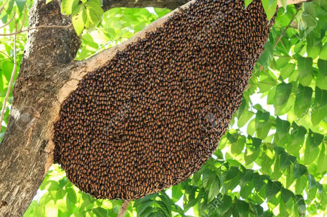 6637ee4f76620_35081030-las-abejas-y-su-colmena-en-un-arbol-1024x682.jpg