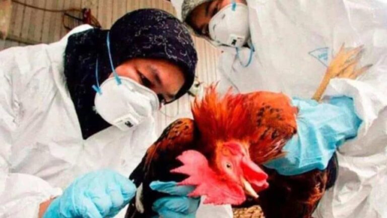 crop-w756-h504-oms-aclara-reciente-muerte-en-mexico-no-es-por-gripe-aviar-h5n2-focus-0-0-896-504