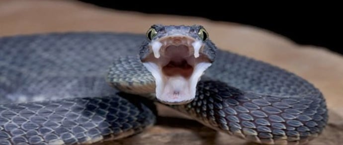 yyyyyy-Atrapan-enorme-serpiente-boa-constrictor-cerca-del-Alto-Manhattan