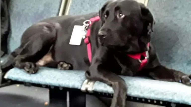 VERONICA-YOUTUBE-NUEVA-2024-10-17T083440.172