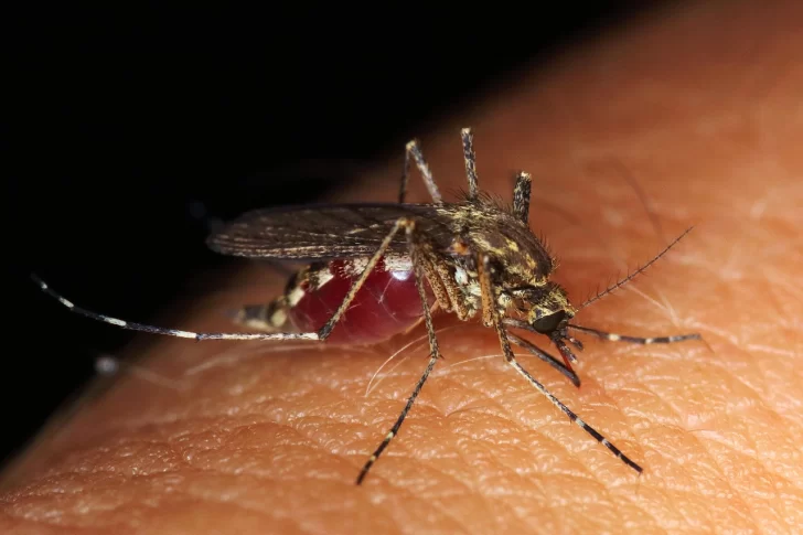 mosquito-dengue-728x485