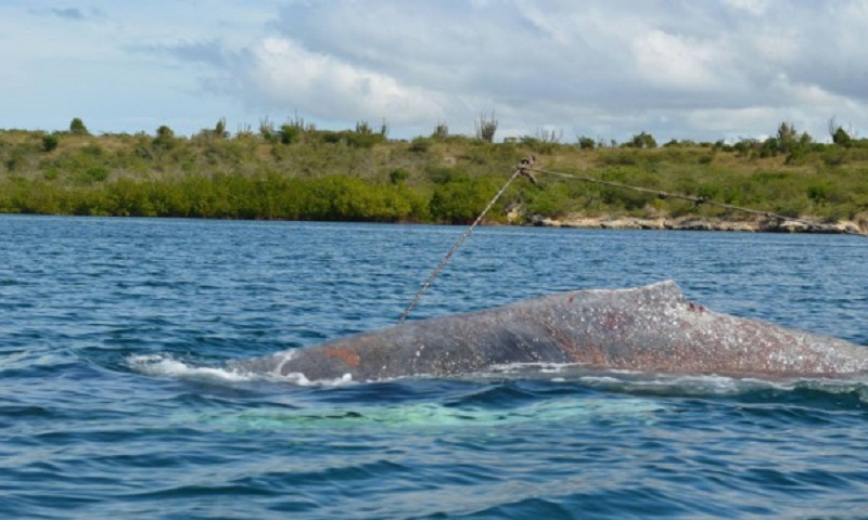ballena-azul-1