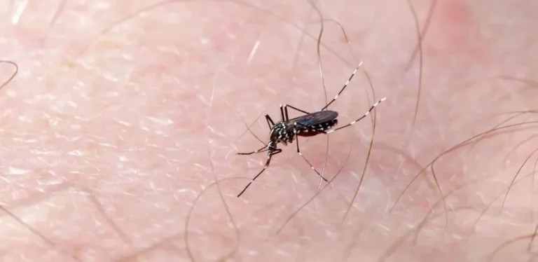 Mosquito-dengue-1024x499