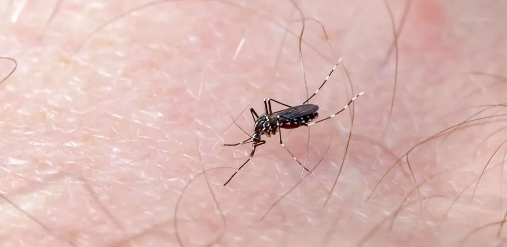 Mosquito-dengue-1024x499