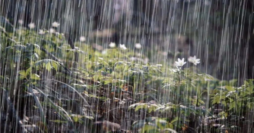 Luvia-bosque-1140x600-1