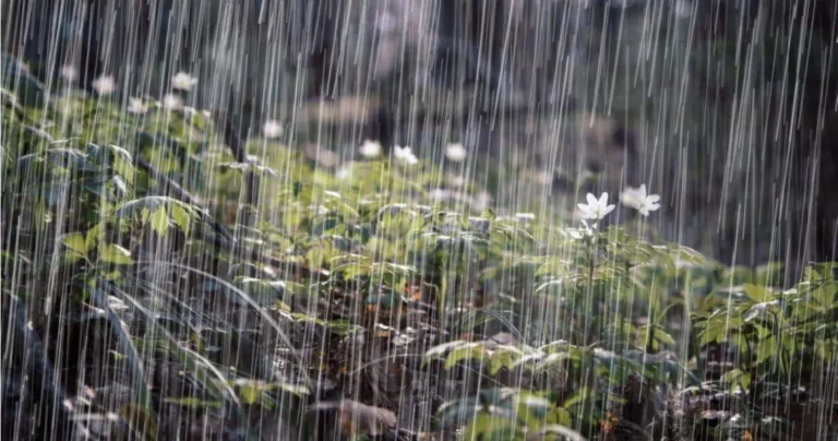 Luvia-bosque-1140x600-1