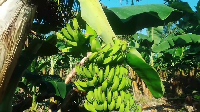 Mata_de_platano