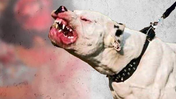 Perro_Pittburg