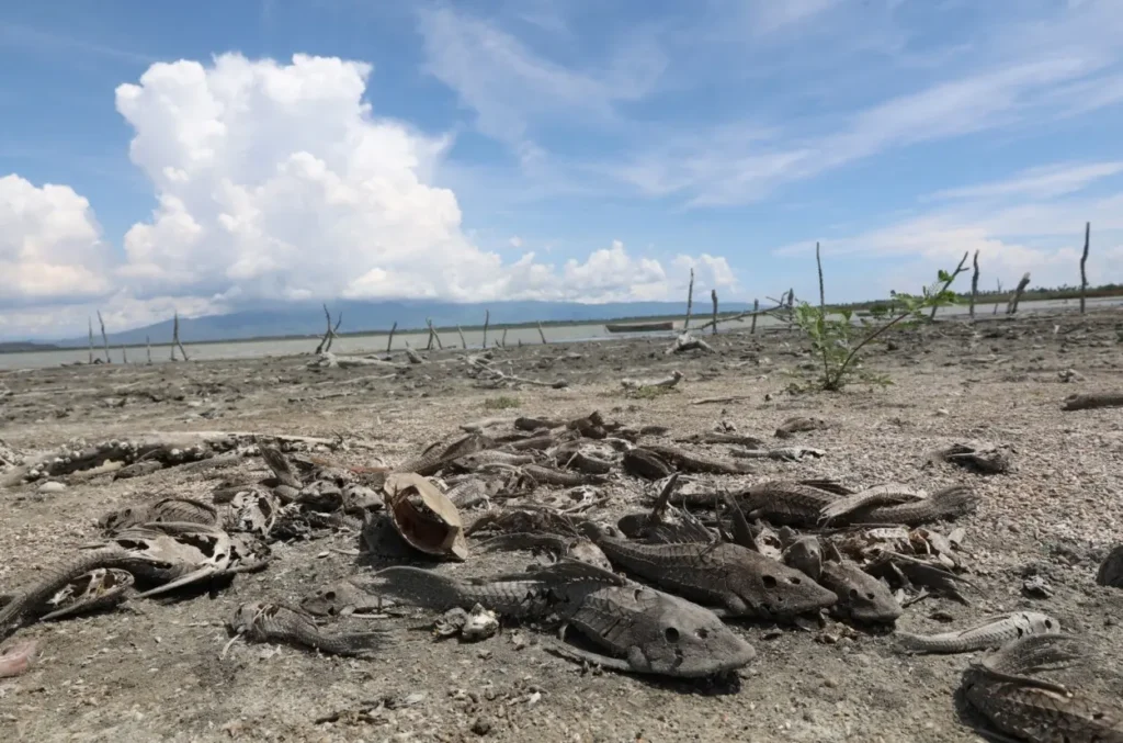 Peces-muertos-en-Laguna-de-Cabral