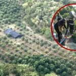 autoridades-desmantelan-plantacion-de-marihuana-en-peravia-b25bf57d-focus-0-0-1200-675