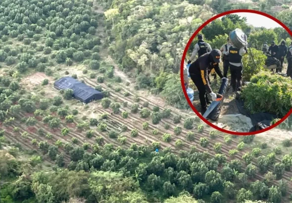 autoridades-desmantelan-plantacion-de-marihuana-en-peravia-b25bf57d-focus-0-0-1200-675