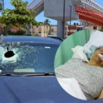 joven-denuncia-agresion-con-piedra-en-las-americas-que-dejo-herida-a-su-abuela-d-20260426-135318-W8ex-1200x675