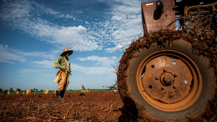 Agricultor-en-un-campo-de-batatas-en-Alquizar-Cuba-728x410