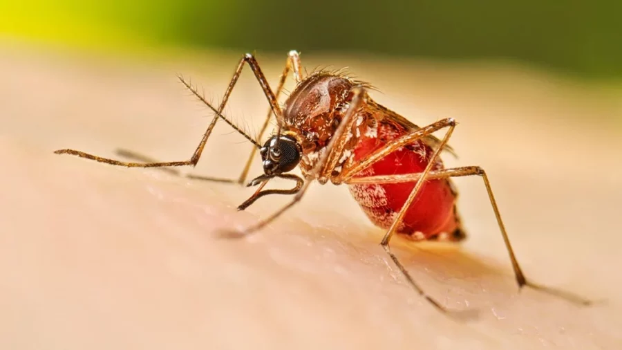 El-dengue-es-ocasionado-por-la-picadura-del-mosquito-Aedes-aegypti-900x506