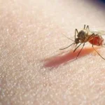 mosquito