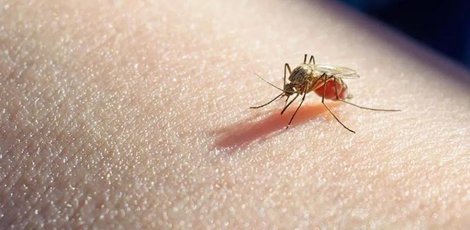 mosquito